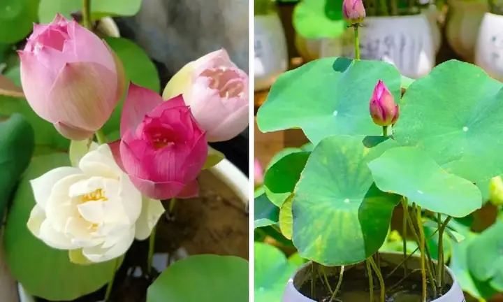 Cách Trồng Sen Thủy Sinh Tại Nhà: Hướng Dẫn Sen Nhật Mini Từ Hạt Đến Ra Hoa