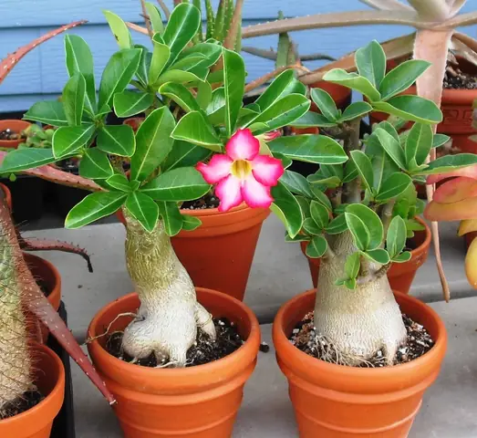 Cách Trồng Sứ Củ To: Kỹ Thuật Nuôi Thân Phình Và Tạo Rễ Bàn