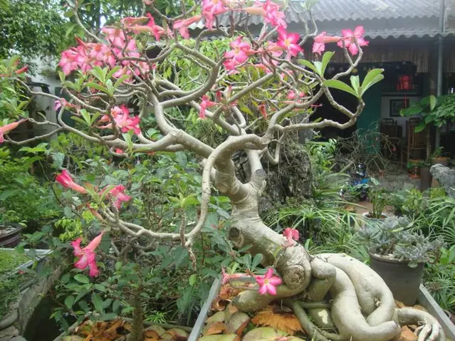 Cách Trồng Sứ Củ To: Kỹ Thuật Nuôi Thân Phình Và Tạo Rễ Bàn
