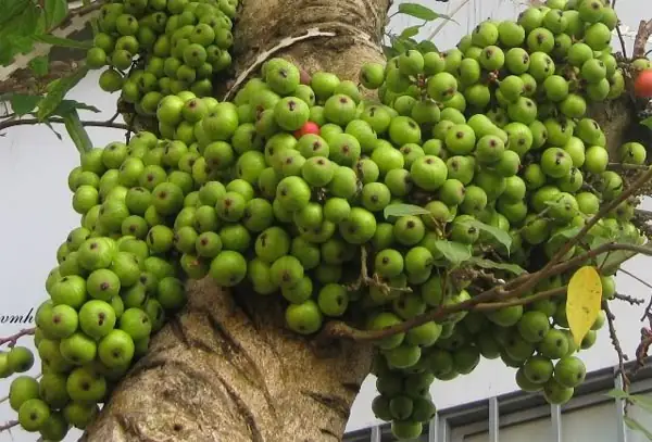 Cách Trồng Sung Bonsai Trong Chậu Tại Nhà: Chăm Sóc, Tạo Dáng Và Ra Quả