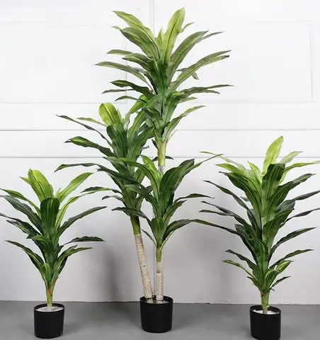 “tài Mà” Hay Cây Phát Tài? Cách Trồng Pilea Tại Nhà Cho Người Mới “tài Mà” Hay Cây Phát Tài? Cách Trồng Pilea Tại Nhà Cho Người Mới