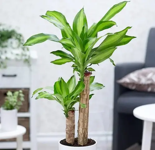 “tài Mà” Hay Cây Phát Tài? Cách Trồng Pilea Tại Nhà Cho Người Mới “tài Mà” Hay Cây Phát Tài? Cách Trồng Pilea Tại Nhà Cho Người Mới