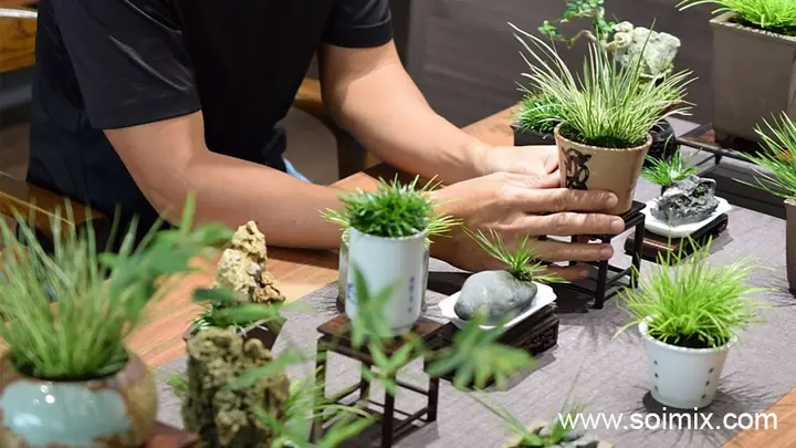 Cách Trồng Và Chăm Sóc Cây Thạch Xương Bồ Thủy Sinh Hoặc Bám Đá Cách Trồng Và Chăm Sóc Cây Thạch Xương Bồ Thủy Sinh Hoặc Bám Đá