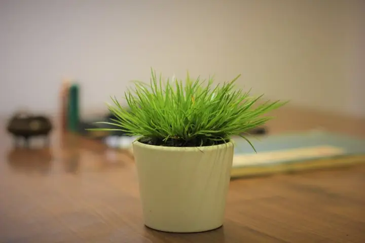 Cách Trồng Và Chăm Sóc Cây Thạch Xương Bồ Thủy Sinh Hoặc Bám Đá Cách Trồng Và Chăm Sóc Cây Thạch Xương Bồ Thủy Sinh Hoặc Bám Đá