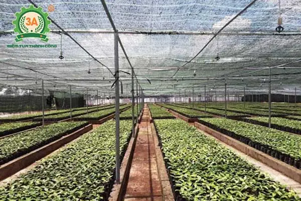 Cách Trồng Tiêu Ác Bằng Cành Trực Tiếp Cho Cây Ra Nhiều Chổi