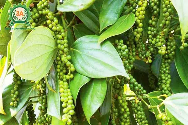 Cách Trồng Tiêu Ác Bằng Cành Trực Tiếp Cho Cây Ra Nhiều Chổi