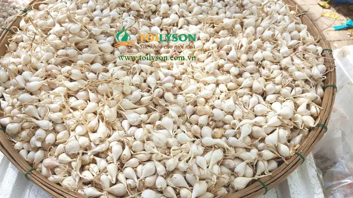 Hướng Dẫn Cách Trồng Tỏa Cô Đơn Lý Sơn Chuẩn Kỹ Thuật: Từ Chọn Giống, Làm Đất Đến Chăm Sóc, Thu Hoạch Năng Suất Cao