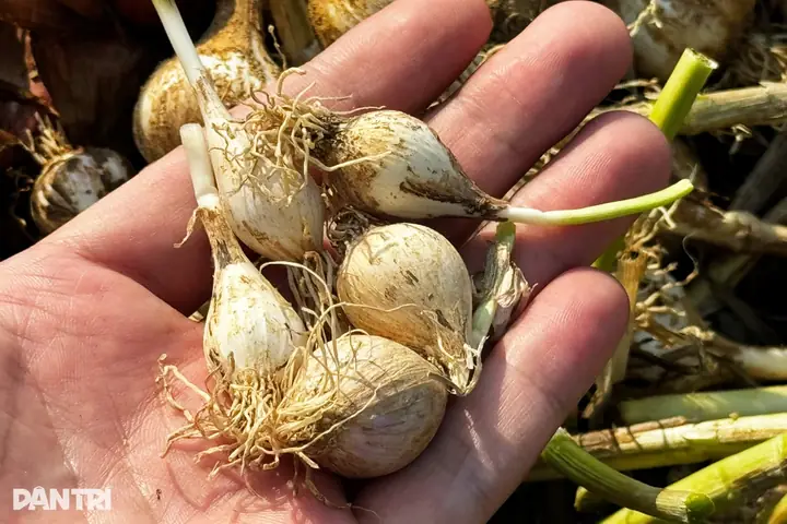 Hướng Dẫn Cách Trồng Tỏa Cô Đơn Lý Sơn Chuẩn Kỹ Thuật: Từ Chọn Giống, Làm Đất Đến Chăm Sóc, Thu Hoạch Năng Suất Cao