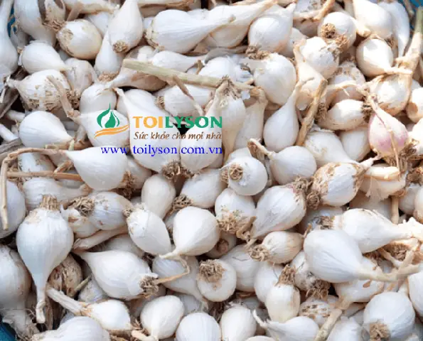 Hướng Dẫn Cách Trồng Tỏa Cô Đơn Lý Sơn Chuẩn Kỹ Thuật: Từ Chọn Giống, Làm Đất Đến Chăm Sóc, Thu Hoạch Năng Suất Cao