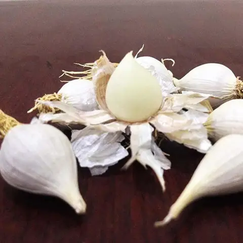 Cách Trồng Tỏi Thủy Canh Tại Nhà: Hướng Dẫn Nảy Mầm Nhanh Trong Cốc Nước Cách Trồng Tỏi Thủy Canh Tại Nhà: Hướng Dẫn Nảy Mầm Nhanh Trong Cốc Nước