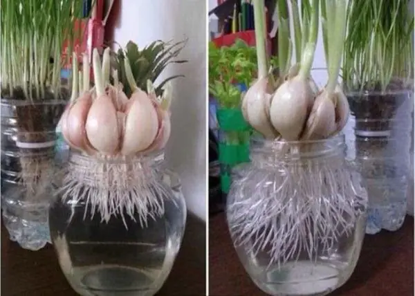 Cách Trồng Tỏi Thủy Canh Tại Nhà: Hướng Dẫn Nảy Mầm Nhanh Trong Cốc Nước Cách Trồng Tỏi Thủy Canh Tại Nhà: Hướng Dẫn Nảy Mầm Nhanh Trong Cốc Nước