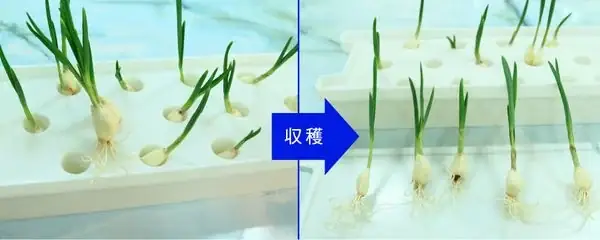 Cách Trồng Tỏi Thủy Canh Tại Nhà: Hướng Dẫn Nảy Mầm Nhanh Trong Cốc Nước Cách Trồng Tỏi Thủy Canh Tại Nhà: Hướng Dẫn Nảy Mầm Nhanh Trong Cốc Nước