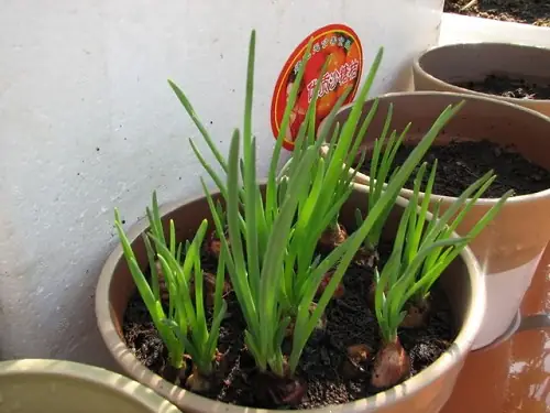 Cách Trồng Tỏi Và Hành Tại Nhà: Từ Chọn Giống Đến Thu Hoạch Cách Trồng Tỏi Và Hành Tại Nhà: Từ Chọn Giống Đến Thu Hoạch