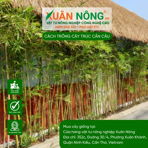 Cách Trồng Và Chăm Sóc Trúc Cần Câu Cho Người Mới: Tại Nhà Và Trong Sân