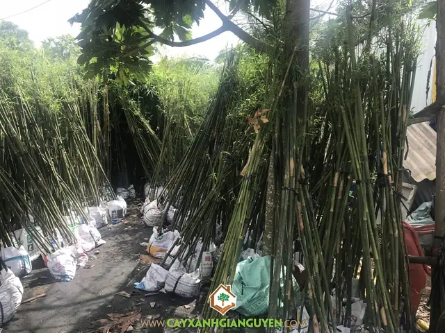 Cách Trồng Và Chăm Sóc Trúc Cần Câu Cho Người Mới: Tại Nhà Và Trong Sân
