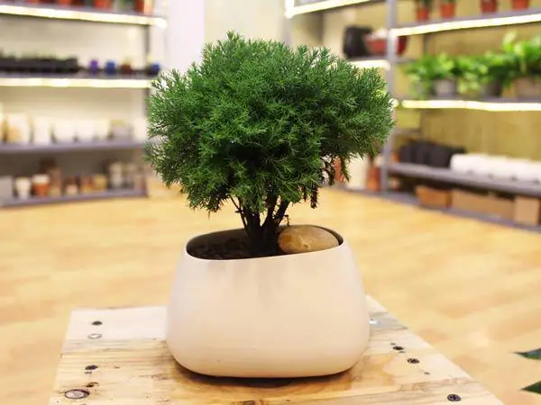 Cách Trồng Tùng Bồng Lai Và Chăm Sóc Tại Nhà Cho Người Mới