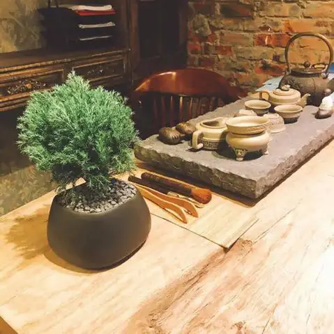 Cách Trồng Tùng Bồng Lai Và Chăm Sóc Tại Nhà Cho Người Mới