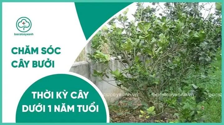 Cách Trồng Và Chăm Sóc Bưởi: Hướng Dẫn Kỹ Thuật Từ Chọn Giống Đến Thu Hoạch