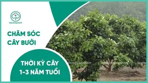 Cách Trồng Và Chăm Sóc Bưởi: Hướng Dẫn Kỹ Thuật Từ Chọn Giống Đến Thu Hoạch