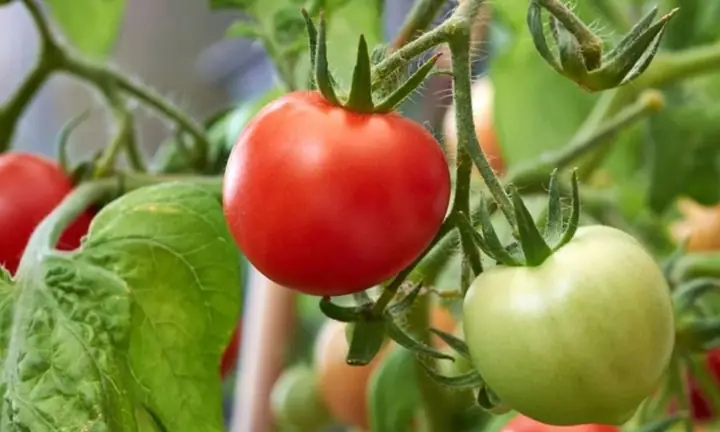 Cách Trồng Và Chăm Sóc Cây Cà Chua Sai Quả Cho Người Mới Cách Trồng Và Chăm Sóc Cây Cà Chua Sai Quả Cho Người Mới
