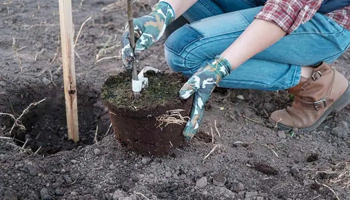 Cách Trồng Và Chăm Sóc Cây Cóc Thái Trong Chậu Để Ra Nhiều Quả