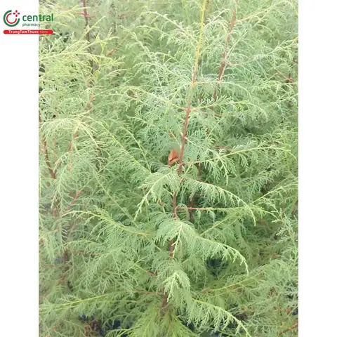 Hướng Dẫn Trồng Và Chăm Sóc Cây Hoàng Đàn Cho Người Mới Bắt Đầu Hướng Dẫn Trồng Và Chăm Sóc Cây Hoàng Đàn Cho Người Mới Bắt Đầu