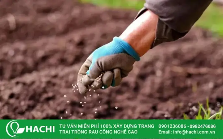 Cách Trồng Và Chăm Sóc Cây Rau Ngót Cho Người Mới: Từ Giống Đến Thu Hoạch