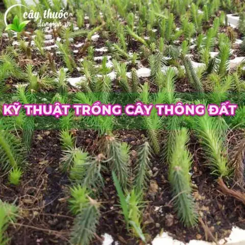 Cách Trồng Và Chăm Sóc Cây Thông Đất (rau Rồng) Tại Nhà Cách Trồng Và Chăm Sóc Cây Thông Đất (rau Rồng) Tại Nhà