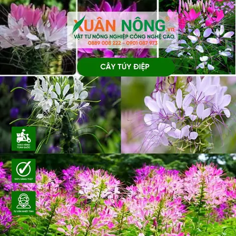 Cách Trồng Và Chăm Sóc Hoa Thúy Điệp Tại Nhà: Từ Hạt Giống Đến Ra Hoa