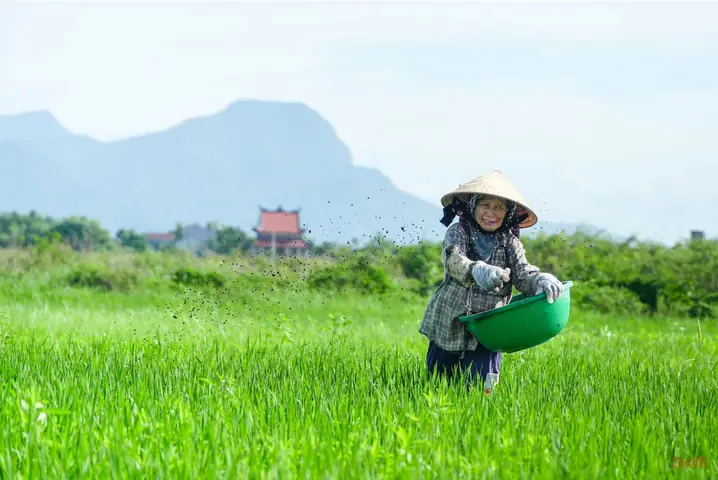 Cách Trồng Và Chăm Sóc Lúa Nước Từ Chọn Giống Đến Thu Hoạch