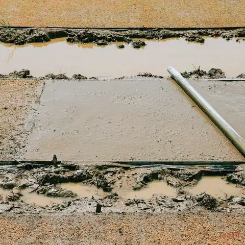 Cách Trồng Và Chăm Sóc Lúa Nước Từ Chọn Giống Đến Thu Hoạch