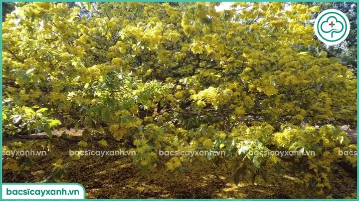 Cách Trồng Và Chăm Sóc Cây Mai: Hướng Dẫn Cho Người Mới Theo Từng Tháng, Trước Và Sau Tết