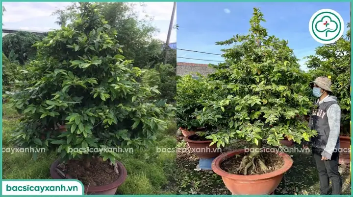 Cách Trồng Và Chăm Sóc Cây Mai: Hướng Dẫn Cho Người Mới Theo Từng Tháng, Trước Và Sau Tết