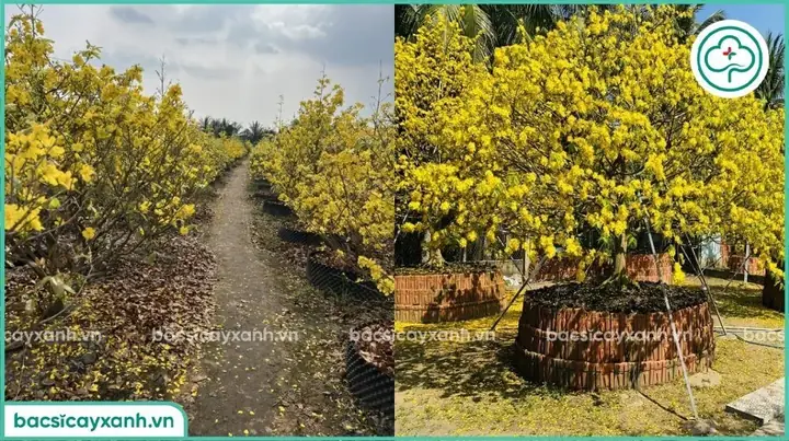 Cách Trồng Và Chăm Sóc Cây Mai: Hướng Dẫn Cho Người Mới Theo Từng Tháng, Trước Và Sau Tết