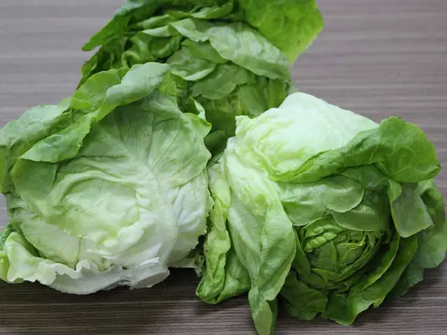 Cách Trồng Xà Lách Cuộn Tại Nhà: Từ Hạt Đến Thu Hoạch Cách Trồng Xà Lách Cuộn Tại Nhà: Từ Hạt Đến Thu Hoạch