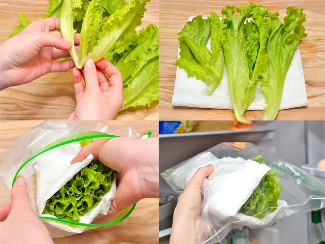 Cách Trồng Xà Lách Cuộn Tại Nhà: Từ Hạt Đến Thu Hoạch Cách Trồng Xà Lách Cuộn Tại Nhà: Từ Hạt Đến Thu Hoạch