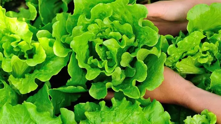 Cách Trồng Xà Lách Cuộn Tại Nhà: Từ Hạt Đến Thu Hoạch Cách Trồng Xà Lách Cuộn Tại Nhà: Từ Hạt Đến Thu Hoạch
