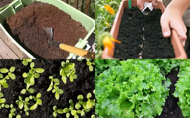Cách Trồng Xà Lách Cuộn Tại Nhà: Từ Hạt Đến Thu Hoạch Cách Trồng Xà Lách Cuộn Tại Nhà: Từ Hạt Đến Thu Hoạch