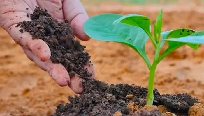 Cách Trồng Xà Lách Mỡ Tại Nhà: Hướng Dẫn Từ Hạt Đến Thu Hoạch