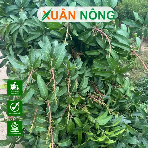 Cách Trồng Xoài Đỏ Nhật Bản Từ Chọn Giống Đến Thu Hoạch Cách Trồng Xoài Đỏ Nhật Bản Từ Chọn Giống Đến Thu Hoạch