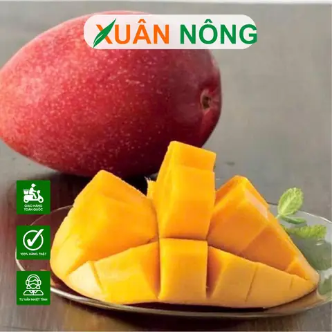 Cách Trồng Xoài Đỏ Nhật Bản Từ Chọn Giống Đến Thu Hoạch Cách Trồng Xoài Đỏ Nhật Bản Từ Chọn Giống Đến Thu Hoạch