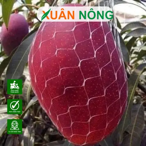 Cách Trồng Xoài Đỏ Nhật Bản Từ Chọn Giống Đến Thu Hoạch Cách Trồng Xoài Đỏ Nhật Bản Từ Chọn Giống Đến Thu Hoạch