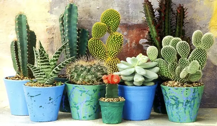 Cách Trồng Xương Rồng Bánh Sinh Nhật Tại Nhà: Chăm Cây Ra Hoa Đẹp