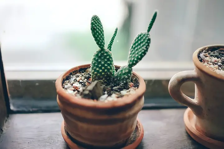 Hướng Dẫn Cách Trồng Xương Rồng Sao Biển Chi Tiết: Từ Chọn Chậu, Đất Đến Kỹ Thuật Tách Con Và Bí Quyết Kích Hoa