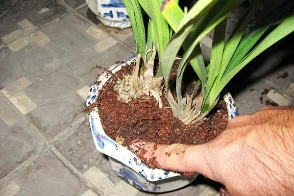Cách Xử Lý Mùn Cưa Trồng Lan: Quy Trình Ủ Và Phối Trộn Giá Thể Cách Xử Lý Mùn Cưa Trồng Lan: Quy Trình Ủ Và Phối Trộn Giá Thể