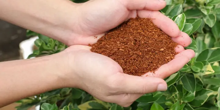 Cách Xử Lý Xơ Dừa Trồng Cây Đúng Kỹ Thuật: Ngâm, Vôi Và Kiểm Tra Ph