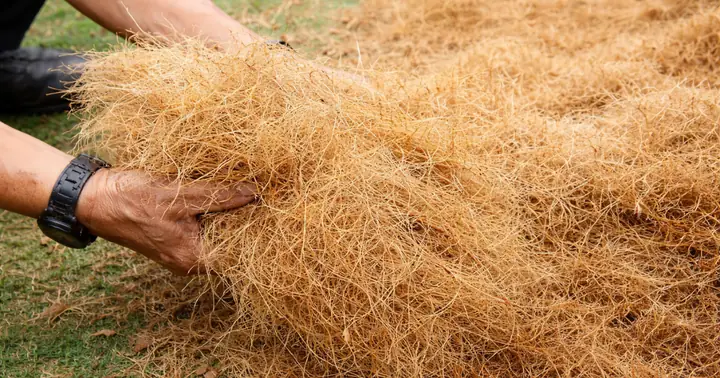 Cách Xử Lý Xơ Dừa Trồng Hoa Hồng: Rửa Sạch Chất Chát Và Trộn Giá Thể Cách Xử Lý Xơ Dừa Trồng Hoa Hồng: Rửa Sạch Chất Chát Và Trộn Giá Thể