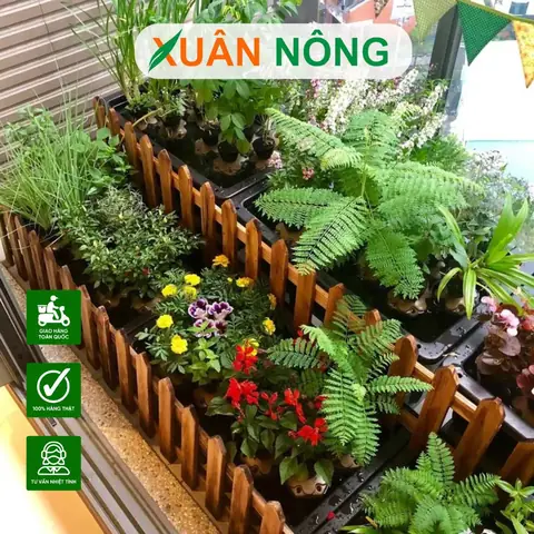 Cách Trồng Rau Trên Sân Thượng Cho Người Mới: Quy Trình Từ Chọn Chậu Đến Thu Hoạch Cách Trồng Rau Trên Sân Thượng Cho Người Mới: Quy Trình Từ Chọn Chậu Đến Thu Hoạch