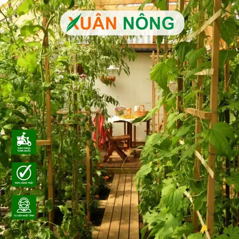 Cách Trồng Rau Trên Sân Thượng Cho Người Mới: Quy Trình Từ Chọn Chậu Đến Thu Hoạch Cách Trồng Rau Trên Sân Thượng Cho Người Mới: Quy Trình Từ Chọn Chậu Đến Thu Hoạch
