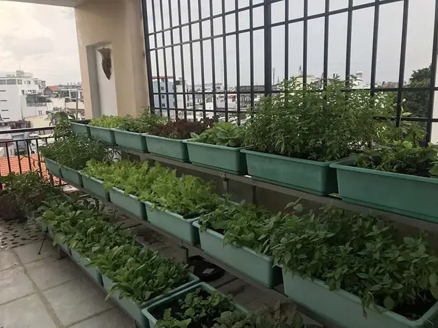 Học Cách Trồng Rau Sạch Tại Nhà: Quy Trình An Toàn Cho Người Mới Học Cách Trồng Rau Sạch Tại Nhà: Quy Trình An Toàn Cho Người Mới